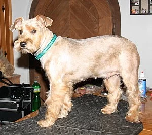 Kříženec jork x malý knírač Amie (fenka)