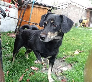 Hledáme (nový) domov pro fenku křížence