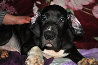 Německá doga štěnata s PP