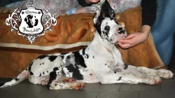 Německá doga štěnata s PP