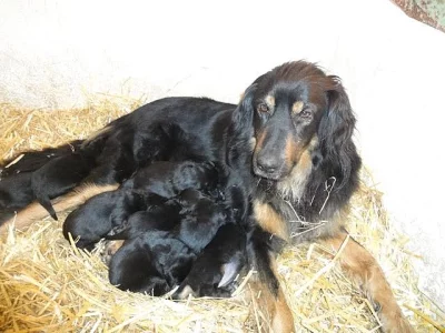 Čistokrevná štěňata Hovawartů