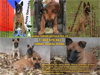 Belgický ovčák malinois s PP - odběr ihned