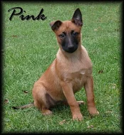 Belgický ovčák malinois s PP - odběr ihned