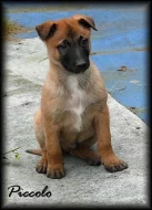 Belgický ovčák malinois s PP - odběr ihned