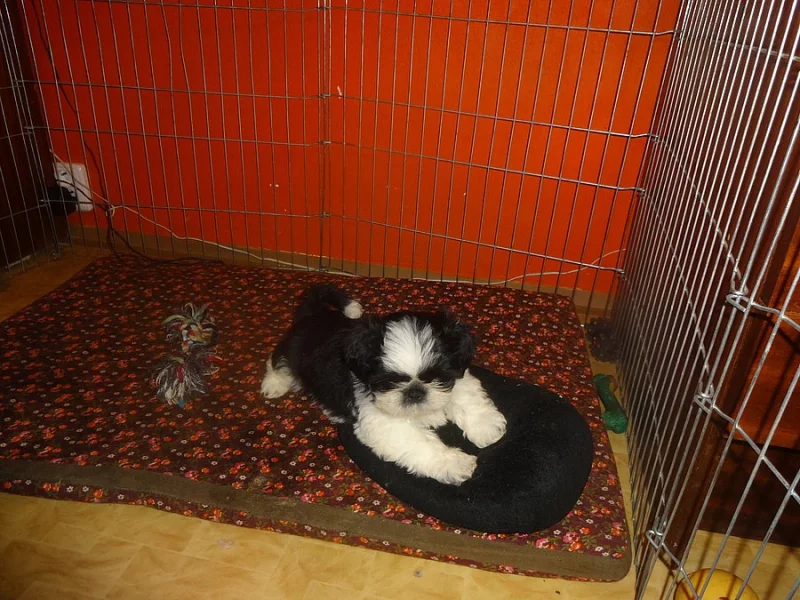 Prodám Shih-tzu