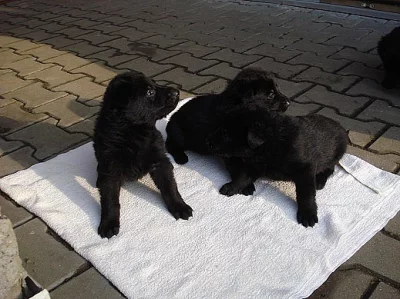 Prodám německý ovčák štěňata