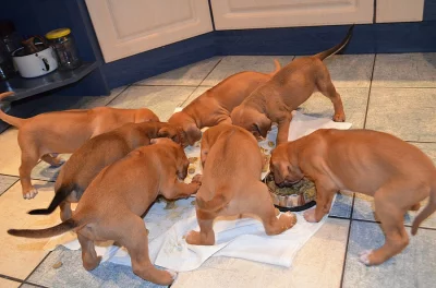 Štěňata ridgeback - labrador