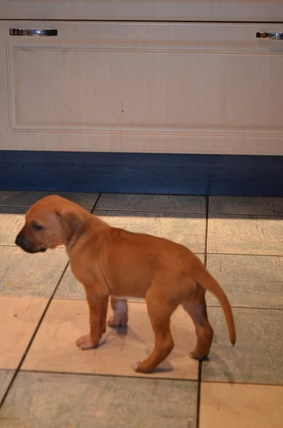 Štěňata ridgeback - labrador