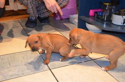 Štěňata ridgeback - labrador