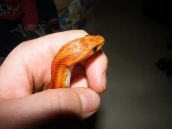 Užovka červená (P. guttatus)