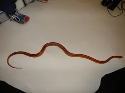 Užovka červená (P. guttatus)