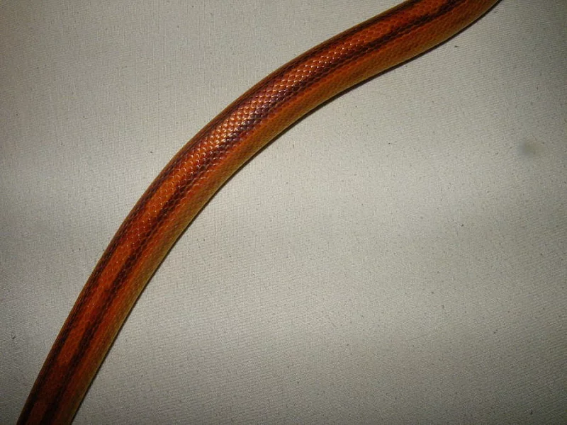 Užovka červená (P. guttatus)