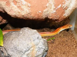 Užovka červená (P. guttatus)