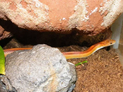 Užovka červená (P. guttatus)