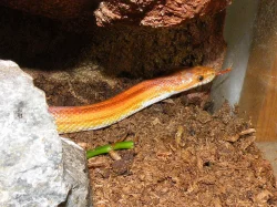 Užovka červená (P. guttatus)