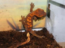 Pagekon řasnatý (R. ciliatus)