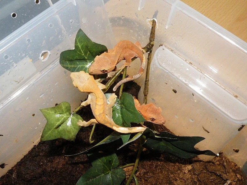 Pagekon řasnatý (R. ciliatus)