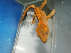 Pagekon řasnatý (R. ciliatus)