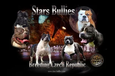 American bully
