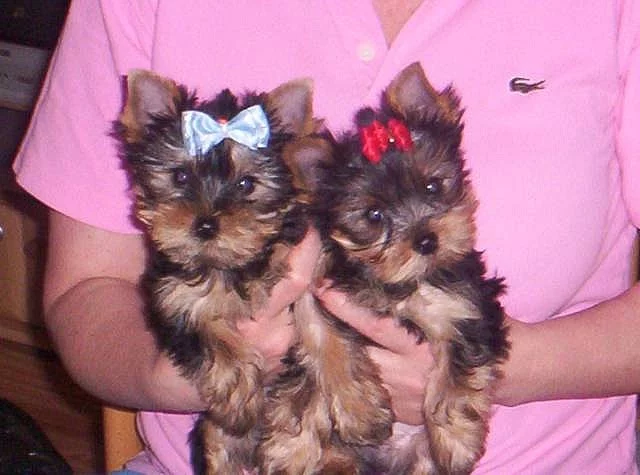 Jorkšírský teriér s PP