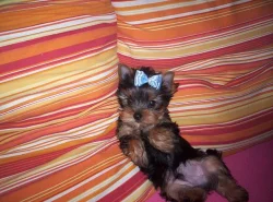 Jorkšírský teriér s PP