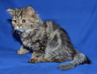 Perské koťátko s PP,zlatou mramorovanou činčilu