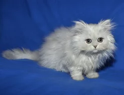 Perské koťátko s PP,stříbrnou činčilu
