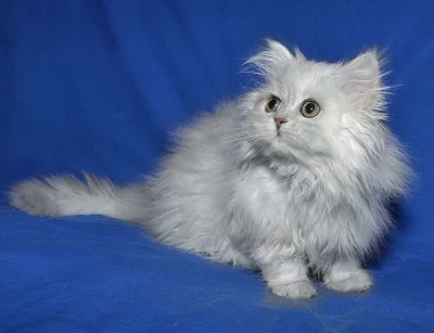 Perské koťátko s PP,stříbrnou činčilu