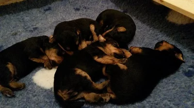 ŠTĚŇATA VELŠTERIÉR