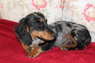 Jezevčík dlouhosrstý