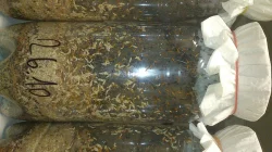 krmný chmyz - OCTOMILKY akce 4+1 zdarma!!!