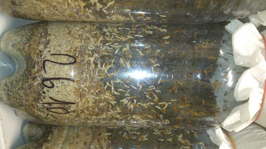 krmný chmyz - OCTOMILKY akce 4+1 zdarma!!!