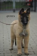 Belgický ovčák Tervueren štěňata s PP