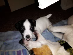 Štěňátka Jack Russell Teriér - poslední 2 fenky