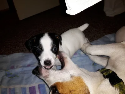 Štěňátka Jack Russell Teriér - poslední 2 fenky