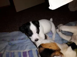 Štěňátka Jack Russell Teriér - poslední 2 fenky