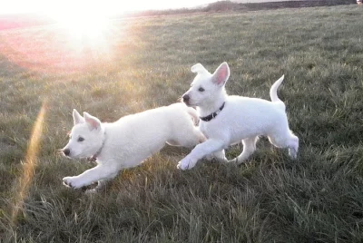 Bílý švýcarský ovčák, štěňátka s PP