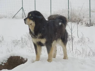Tibetská doga - štěňata s PP, duben 2015