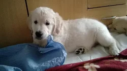 Zlatý retrívr štěňátko s pp