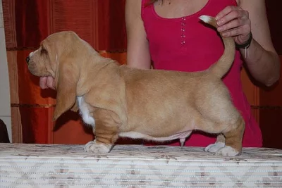 Štěňata basset hound s PP