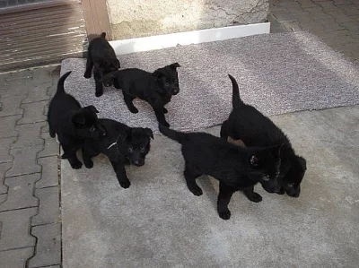 Prodám německý ovčák štěňata