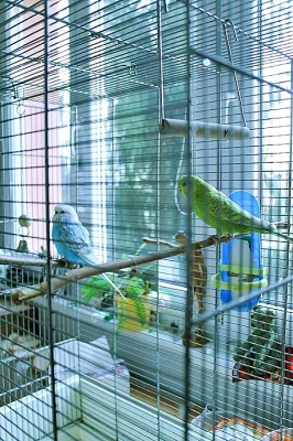 Daruji 2 andulky