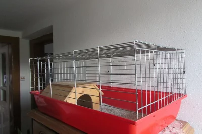 Ježek Bělobřichý