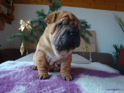 Šarpej, Shar-pei