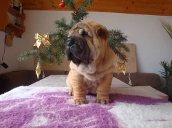 Šarpej, Shar-pei
