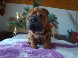 Šarpej, Shar-pei