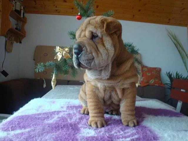 Šarpej, Shar-pei