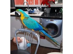 Pár krásných papoušek papoušci