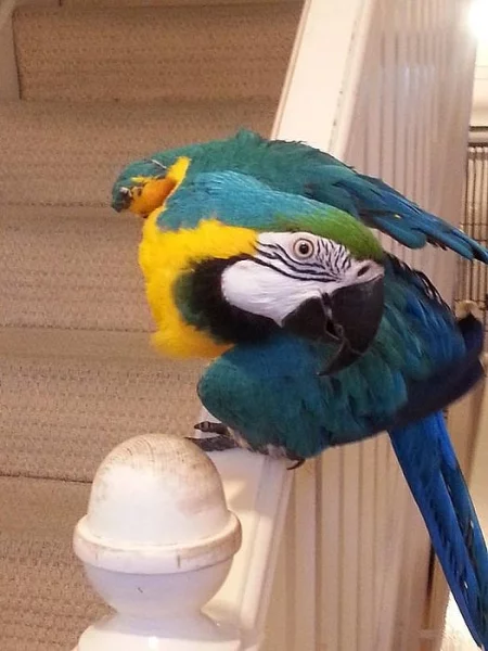 Pár krásných papoušek papoušci