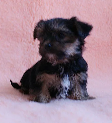 Joršírský terier v černé a čokoládové barvě s PP